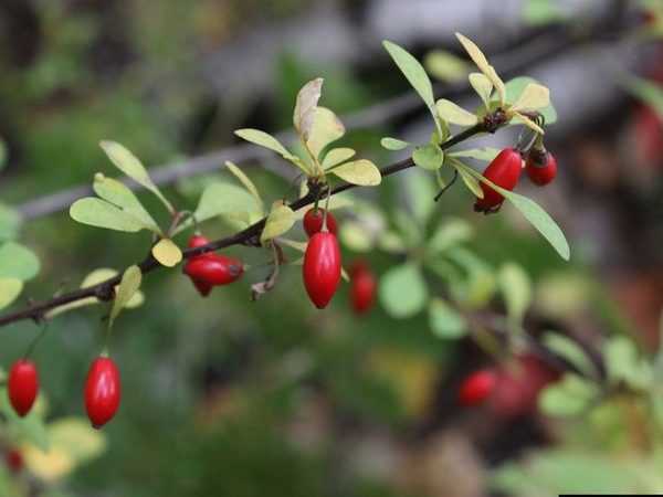 Japanese Barberry
