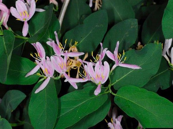 Bell's Honeysuckle