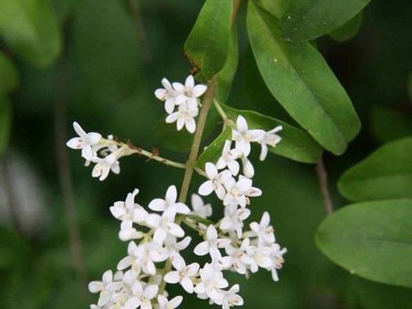 European Privet