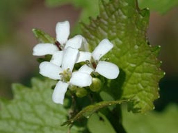 Garlic Mustard