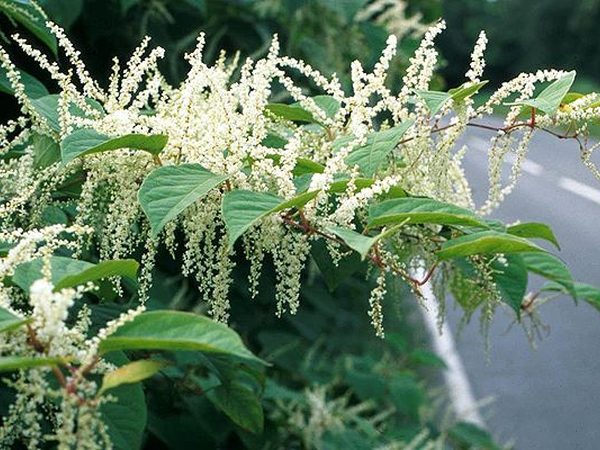Japanese Knotweed