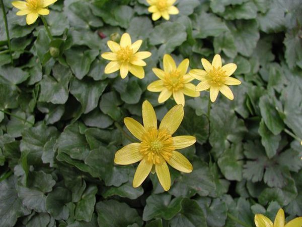 Lesser Celandine
