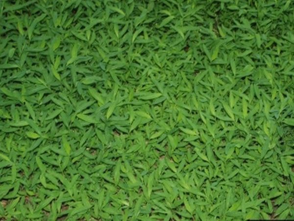 Japanese Stiltgrass