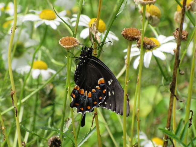 Swallowtail butterfly