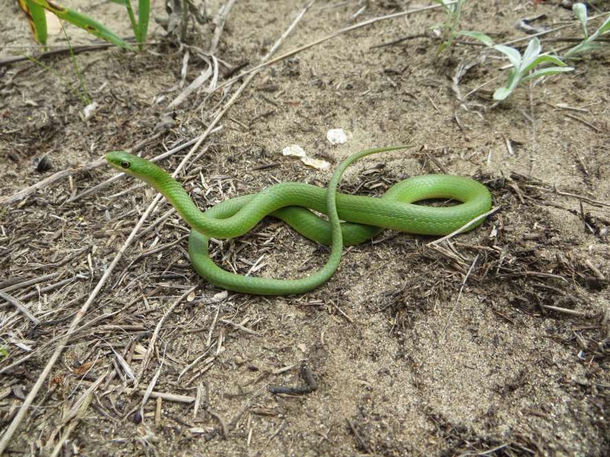 Smooth green snake