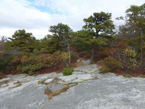 Oak heath