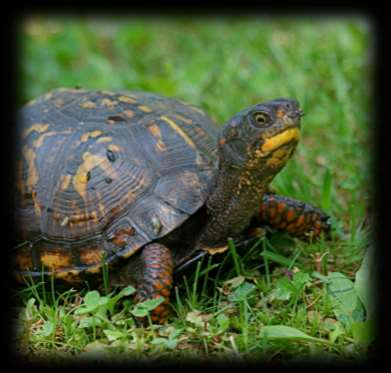 Spotted turtle