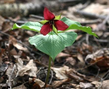 Purple trillium — native wildflower