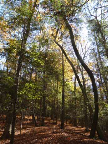 Upland forest