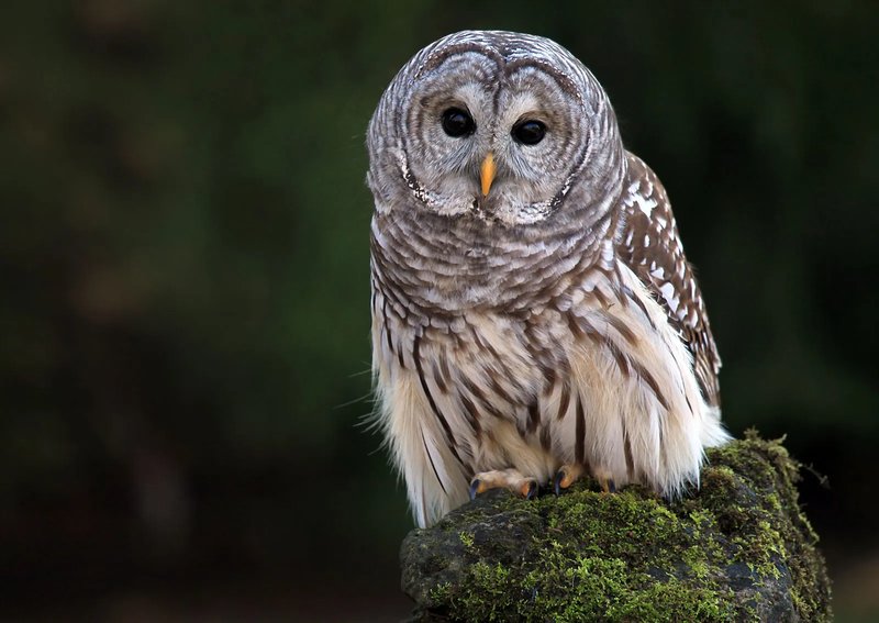 Barred Owl