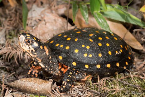 Spotted Turtle